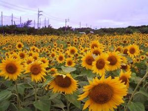 梅雨の沖縄にひまわりの花畑が出現！