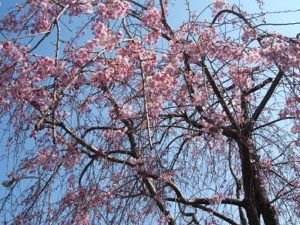 京都の桜＆滋賀の桜